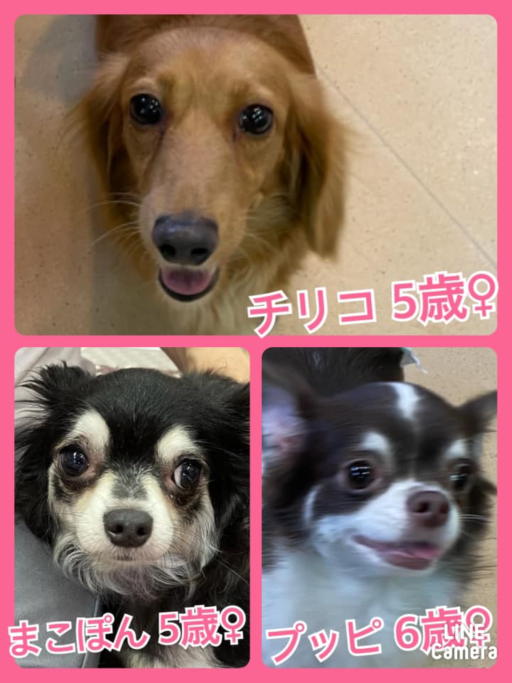 🐾今日の里親様募集中ワンコ🐶メンバーです🐾2021,5,7